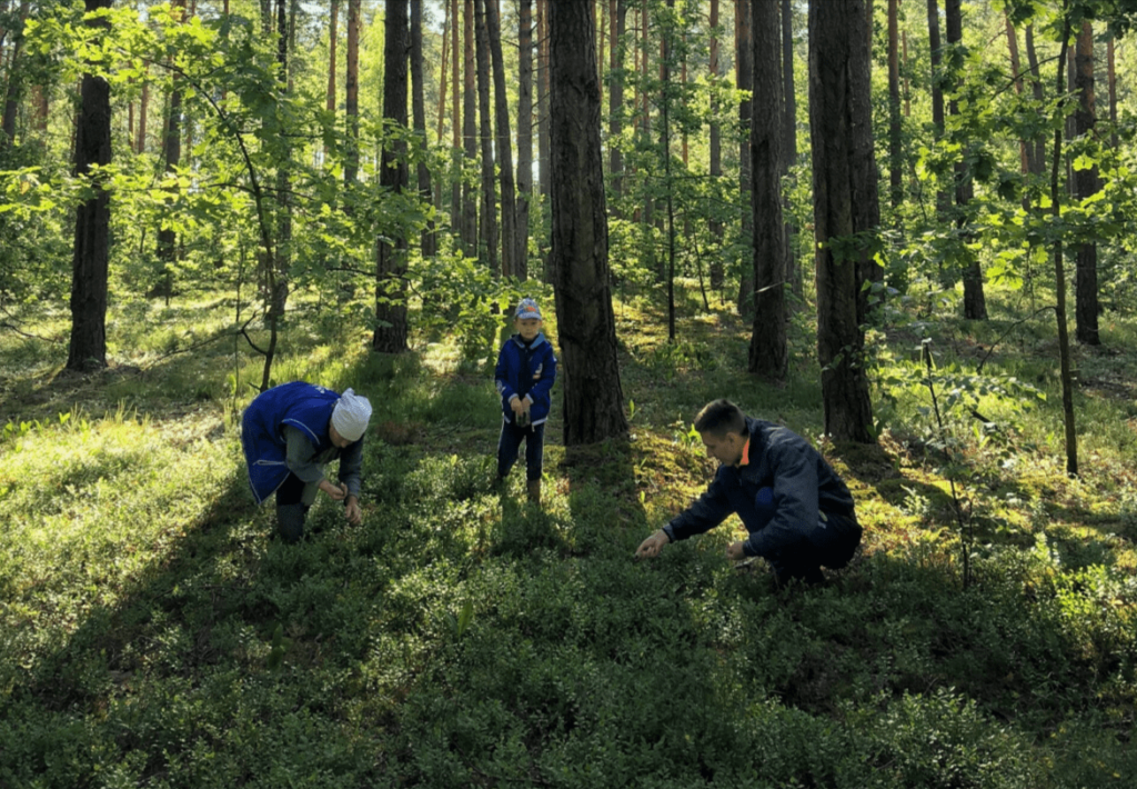 Wild Foraging and Berry Picking in the Finnish Forests Near Jyväskylä